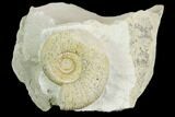 Ammonite (Ataxioceras) Fossil in Rock - Drügendorf, Germany #125851-1